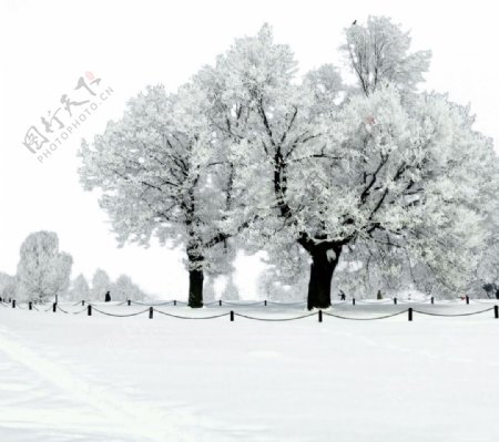 冬季挂雪树木png元素素材