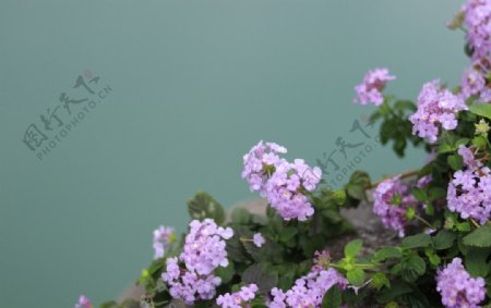 高清紫色罗兰花