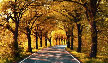 金色秋天的树林