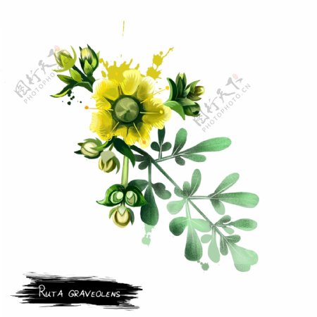 水彩手绘黄色花朵psd源文件