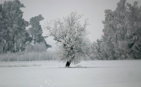冬季的树