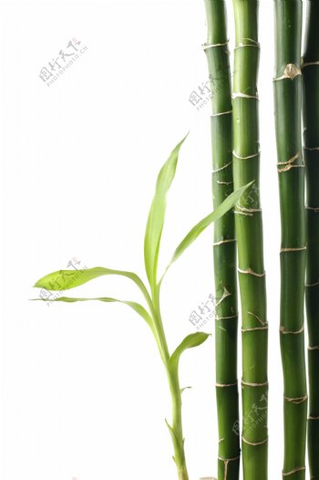 生长竹子透明素材