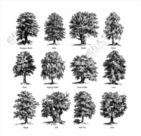 12款手绘茂盛树木矢量素材