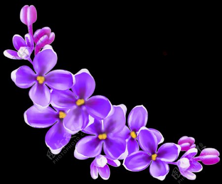 手绘精美紫花花朵png透明素材