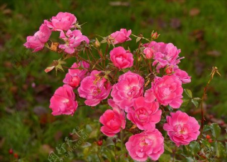 粉红色玫瑰花卉特写