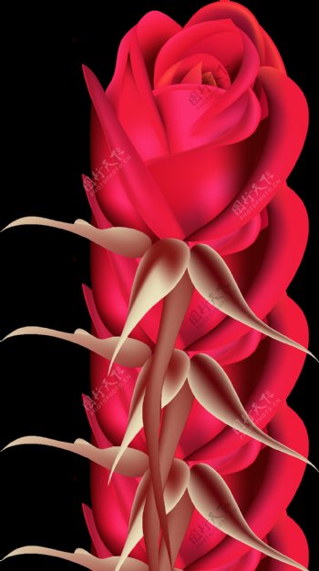 玫红玫瑰透明装饰素材