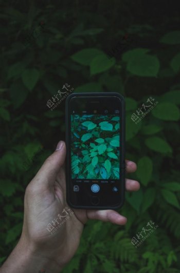 手机拍摄绿叶