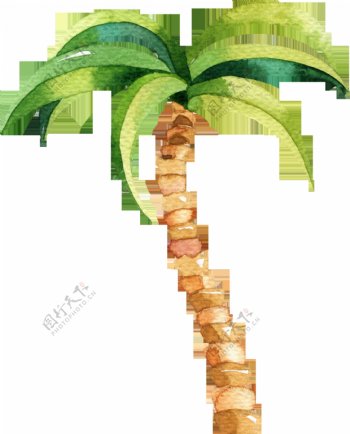 手绘一颗椰子树透明素材png