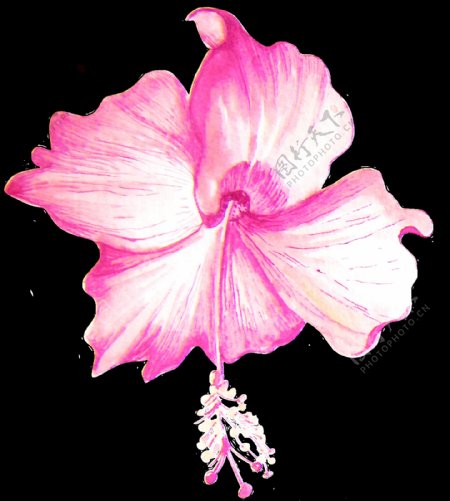 一朵粉红色扶桑花透明素材png