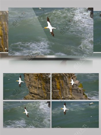 大海上海鸥飞翔视频素材