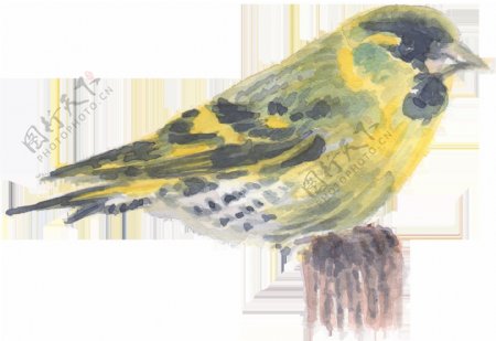 手绘站着的黄色小鸟水彩透明素材