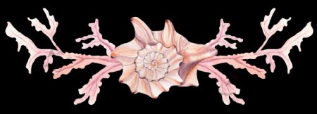 粉色海螺png透明素材