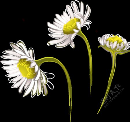 清新淡白色手绘菊花装饰元素