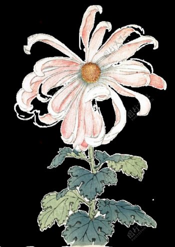 文艺风格手绘菊花装饰元素