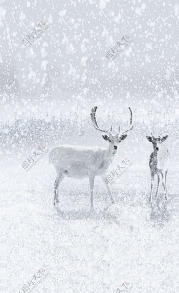 雪花白色麋鹿背景
