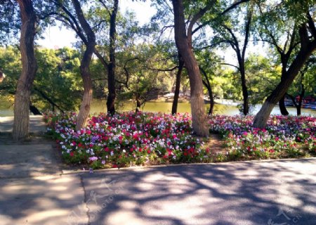 龙沙公园树和花