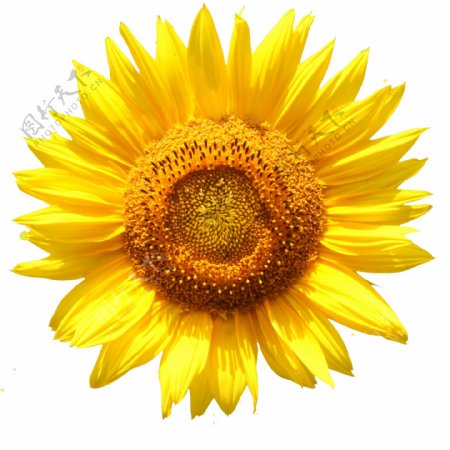 黄色太阳花向日葵鲜花免扣PNG花朵素材1