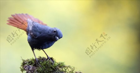 红尾水鸲水鸟飞的鸟鸟类