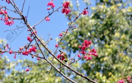 吃花蜜的鸟