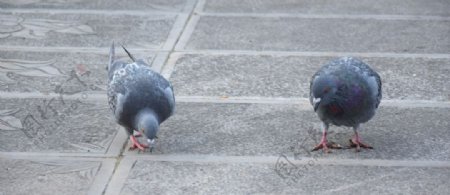两只灰色的鸽子