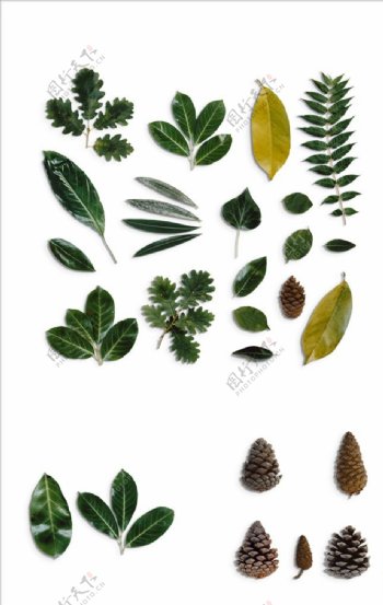 免抠植物叶子标本松子png素材