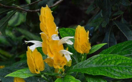 金苞花