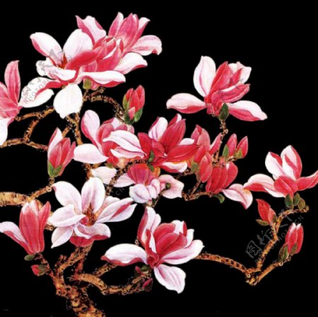 古典中国风手绘花朵装饰元素