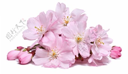 桃花花朵实景png元素