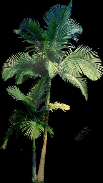 两棵高低大小的椰树透明植物素材