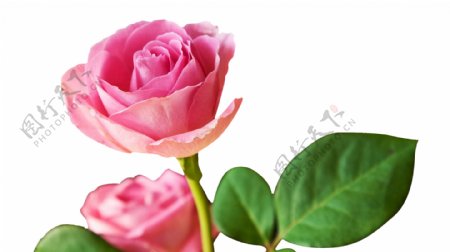 两朵玫瑰花透明装饰素材
