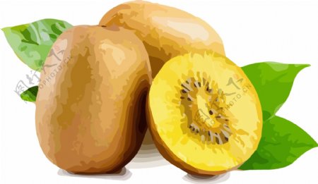 插画手绘黄色奇异果矢量元素水果素材