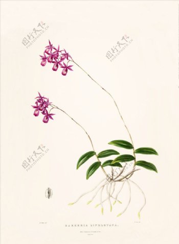 手绘花朵兰花插画植物自然