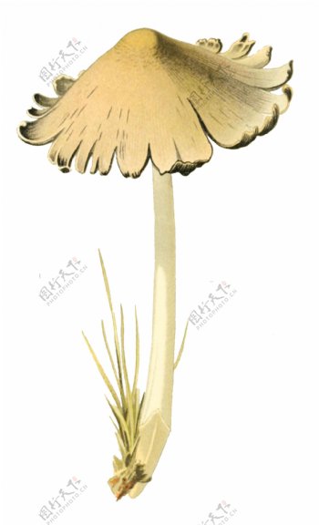 卡通手绘白色野蘑菇透明装饰素材