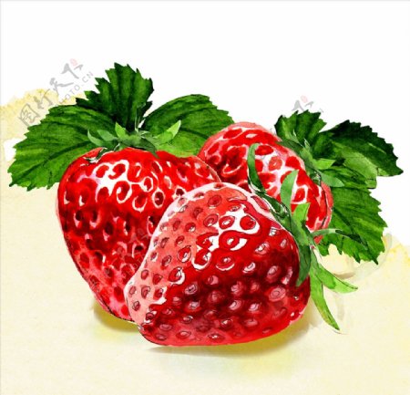 水彩绘草莓