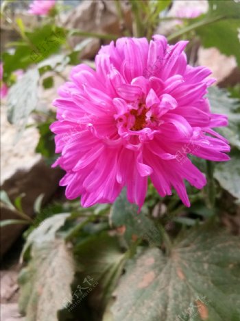 粉色野花