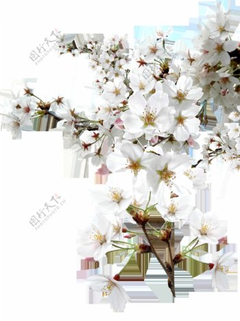 白色花朵花枝png元素