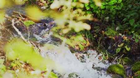 缓慢流动的溪水视频素材
