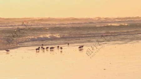 夕阳下海鸥在海边觅食素材背景视频