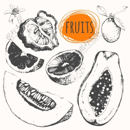 手绘美味的水果插画