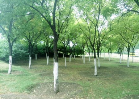 夏季绿色公园