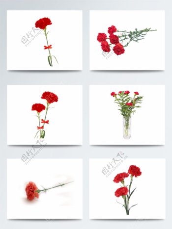 红色康乃馨花朵元素图片