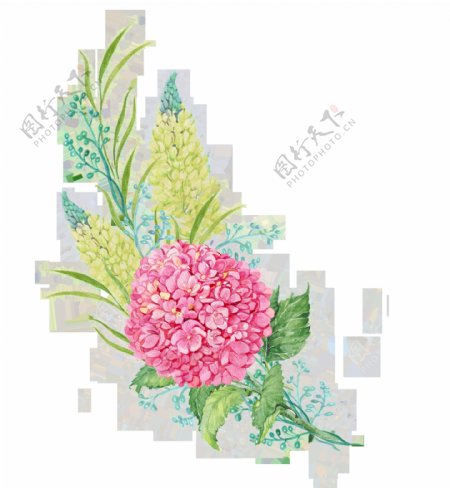 粉绣球芍药花卉png透明素材