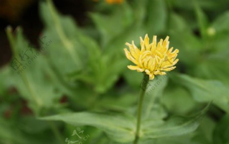 菊花花蕊