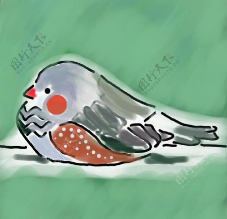 斑胸草雀手绘图