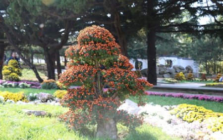 菊花树