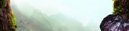 高山紫灵芝背景