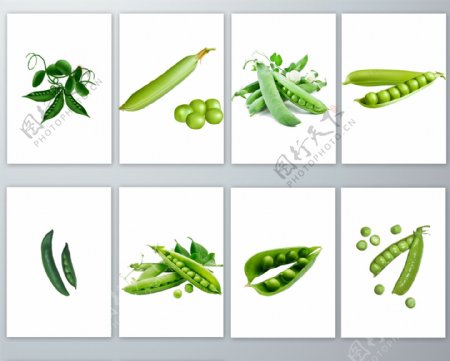 绿色蚕豆蔬菜PNG免抠素材