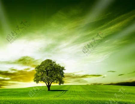 绿地树天空