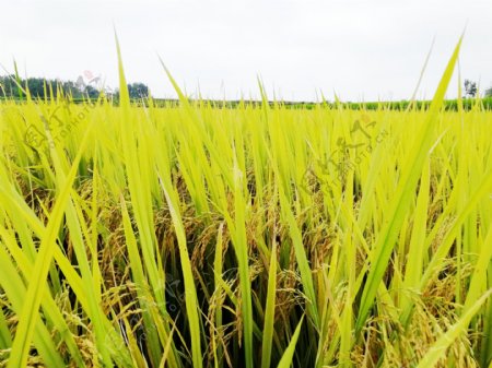水稻水稻田