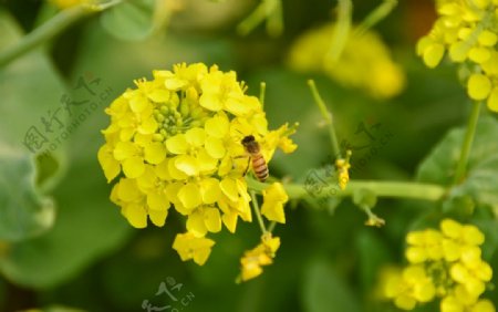 油菜花上的蜜蜂